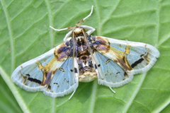 Compacta nigrolinealis