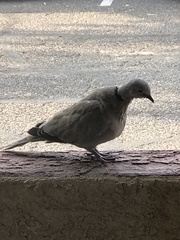 Streptopelia decaocto