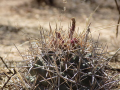 Coryphantha poselgeriana