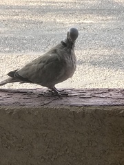 Streptopelia decaocto