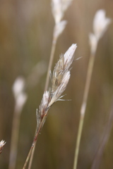 Hydrophilus rattrayi