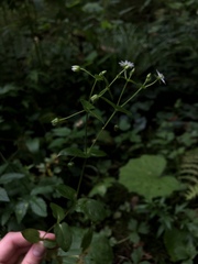 Stellaria aquatica