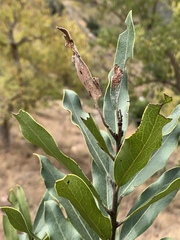 Euclea natalensis natalensis