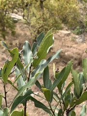 Euclea natalensis natalensis