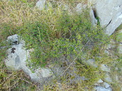 Rhamnus × intermedia