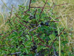 Rhamnus × intermedia