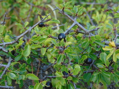 Rhamnus × intermedia