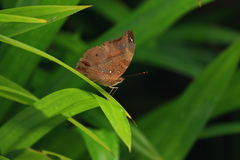 Doleschallia bisaltide