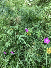 Geranium palustre