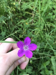 Geranium palustre