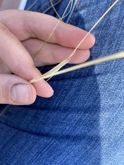 Hesperostipa curtiseta