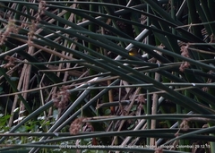 Chrysomus icterocephalus bogotensis