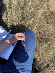 Hesperostipa curtiseta