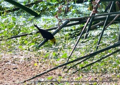Chrysomus icterocephalus bogotensis