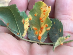 Phragmidium tuberculatum