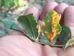 Phragmidium tuberculatum