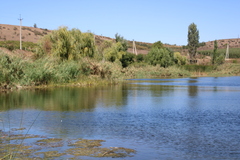 Schoenoplectus litoralis