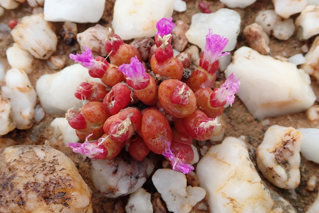 Oophytum nanum, West Coast DC, South Africa