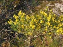 Genista cinerascens