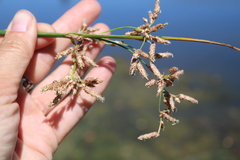 Schoenoplectus litoralis