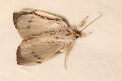 Crocidolomia suffusalis