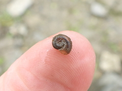 Planorbini
