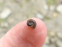 Planorbini