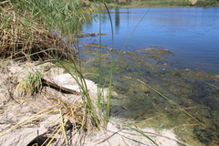 Schoenoplectus litoralis