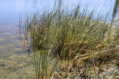 Schoenoplectus litoralis