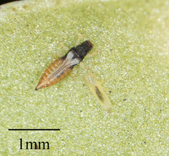 Heliothrips haemorrhoidalis