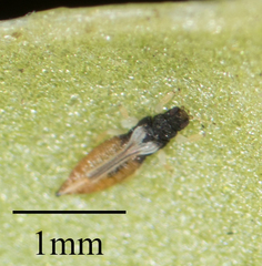 Heliothrips haemorrhoidalis
