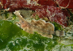Nautichthys oculofasciatus