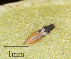 Heliothrips haemorrhoidalis
