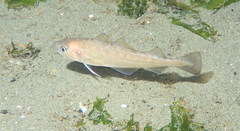 Gadus macrocephalus