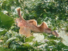 Nautichthys oculofasciatus