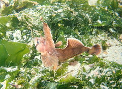 Nautichthys oculofasciatus