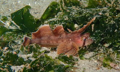 Nautichthys oculofasciatus