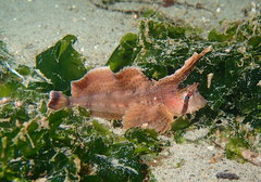 Nautichthys oculofasciatus