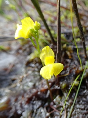 Utricularia geminiscapa