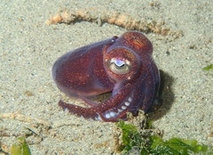 Rossia pacifica
