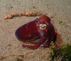 Rossia pacifica