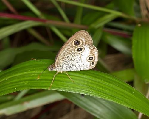 Ypthima masakii