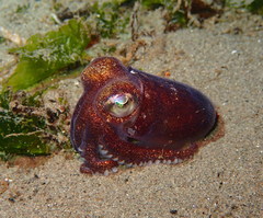 Rossia pacifica