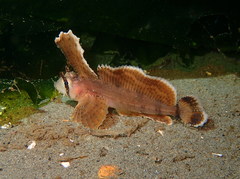 Nautichthys oculofasciatus