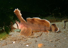 Nautichthys oculofasciatus