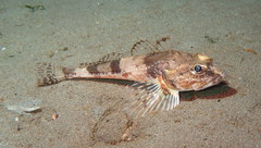 Chitonotus pugetensis