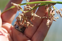 Schoenoplectus litoralis