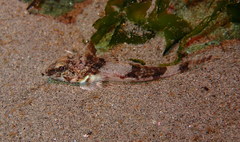 Chitonotus pugetensis