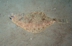 Lepidopsetta bilineata