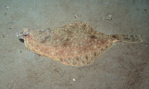 Rock Sole